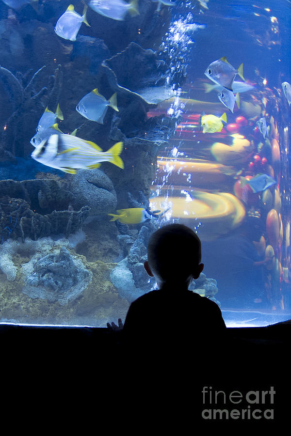 Watching Fish Silhouette Photograph by Darcy Michaelchuk