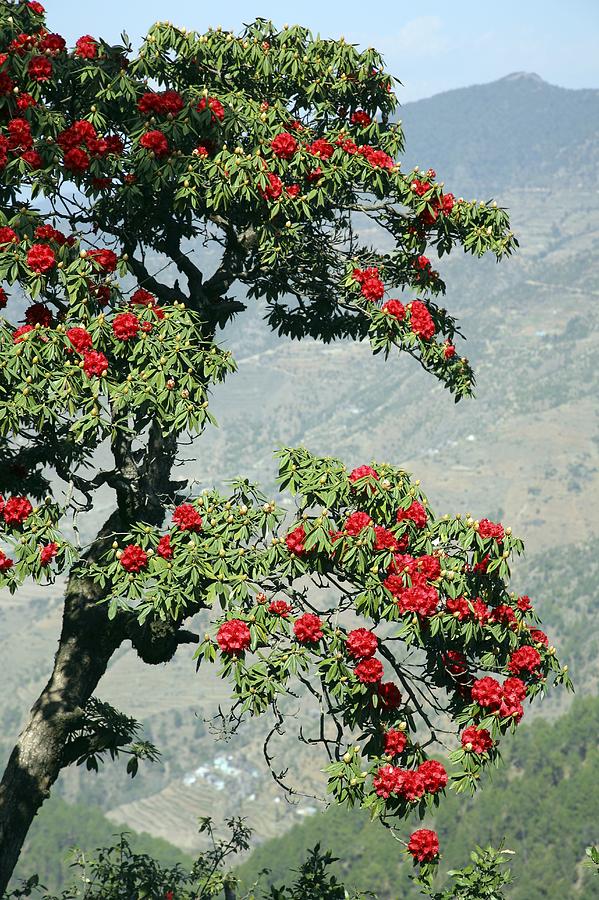 Wild Rhododendron In Flower by Bjorn Svensson / Science Photo Library
