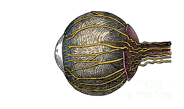 Science Source Eye Eye Anatomy #2 Greeting Card by Science Source