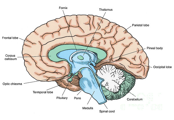 希少 ILLUSTRATION OF THE BRAIN I〜III 脳解剖図譜 Illustration Of Human Brain #6 Tapestry by Science Source
