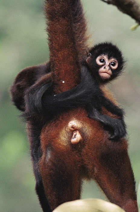 Black-handed Spider Monkey Ateles Jigsaw Puzzle by Christian