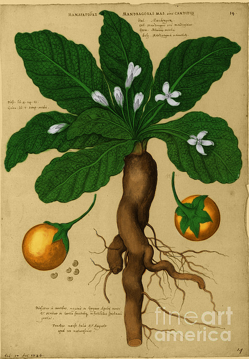 Mandrake Root, Alchemy Plant Greeting Card by Science Source