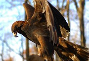 A Golden Eagle #1 Photograph by Raymond Salani III