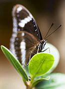 Beautiful Butterfly Photograph by Jorgo Photography
