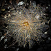 Dryas #1 Photograph by Fred Denner