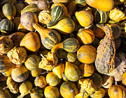Gourds #1 Photograph by Steven Ralser
