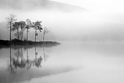 Loch Ard trees in the mist #1 Photograph by Grant Glendinning