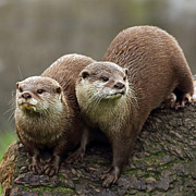 Otters #1 Photograph by Grant Glendinning