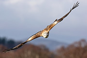 Red Kite Soaring #1 Photograph by Grant Glendinning