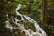 Wahkeena Creek Photograph by Mary Jo Allen