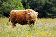 Highland Cow #10 Photograph by Grant Glendinning