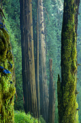 Northwest Forest Photograph by Mary Lee Dereske