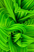 Wavy Green #2 Photograph by Jeff Sinon