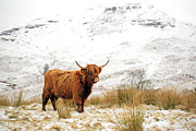 Highland Cow #6 Photograph by Grant Glendinning