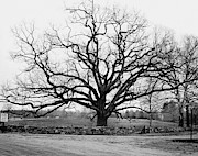 A Bare Oak Tree Photograph by Tom Leonard
