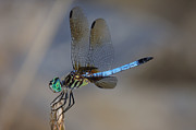 A Dragonfly IV Photograph by Raymond Salani III
