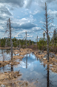 A Lovely Swamp Photograph by Linda Ryma