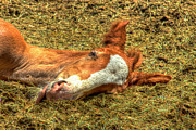 A Rodeo Colts Nap Time Photograph by Carla E