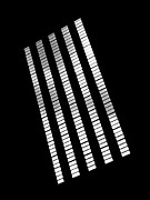 After Rodchenko 2 Photograph by Rona Black