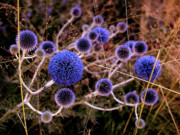 Alternate Universe Photograph by Rona Black