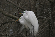 American Egrets Photograph by Jim E Johnson