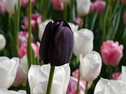 Among the Pastels Photograph by Richard Reeve