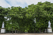 An Avenue of Green Trees in Paris Photograph by Georgia Clare