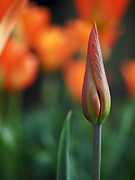 An Elegant Beginning Photograph by Rona Black