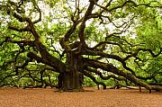 Angel Oak Tree 2009 Photograph by Louis Dallara