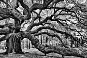 Angel Oak Tree IR HDR Photograph by Louis Dallara
