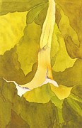 Angel Trumpet Painting by Amanda Amend