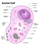 Animal Cell Diagram Poster by Spencer Sutton - Science Source Prints