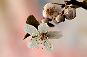 Announcing Spring Photograph by Mary Jo Allen