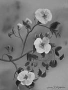 Apple Blossoms - Ellijay - Black and White Painting by Jan Dappen