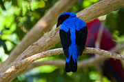 Asian Fairy Bluebird Photograph by Flees Photos