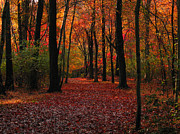 Autumn III Photograph by Raymond Salani III