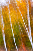 Autumn Impressions Four Birch Trees Photograph by Jeff Sinon