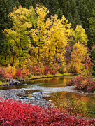Autumn River Photograph by Mary Jo Allen
