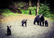 Bear Family Affair Photograph by Jan Dappen