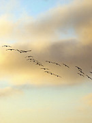 Because We Can Photograph by Joe Schofield