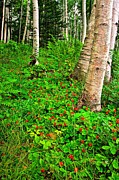 Birch n Berries. Photograph by Jeff Sinon
