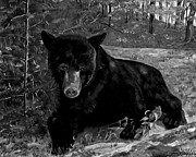 Black Bear - Scruffy - Black and White Painting by Jan Dappen