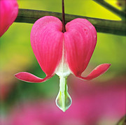 Bleeding Heart Photograph by Rona Black