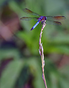 Blue Dragonfly On A Blade Of Grass Photograph by Flees Photos