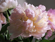 Blushing Peony Photograph by Rona Black