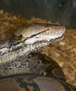 Boa Constrictor - Mogo Zoo - Australia Photograph by Steven Ralser