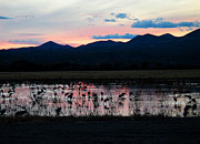 Bosque Photograph by Steven Ralser