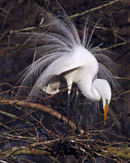 Breeding display Photograph by Jim E Johnson