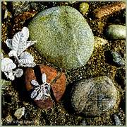 Broken Rock Dryas Photograph by Fred Denner