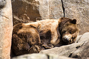 Brown bear asleep again Photograph by Flees Photos